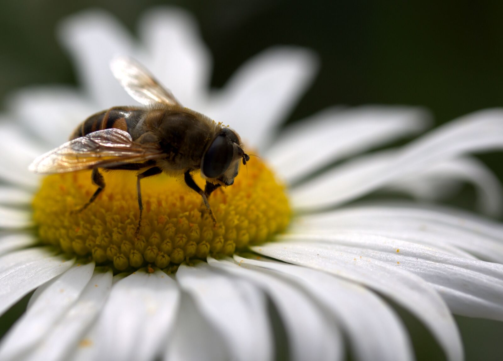 Canon EF-S 60mm F2.8 Macro USM sample photo. Bee, daisy, pollen photography