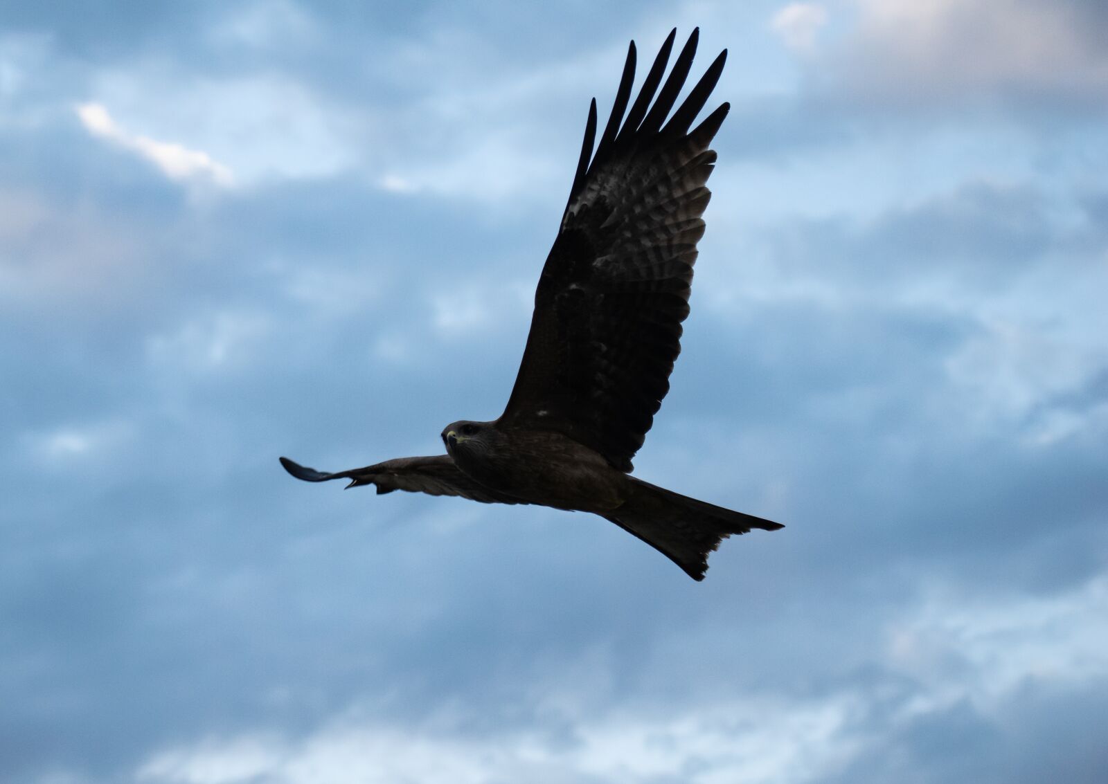 Nikon D3300 sample photo. Flying eagle, eagle, bird photography