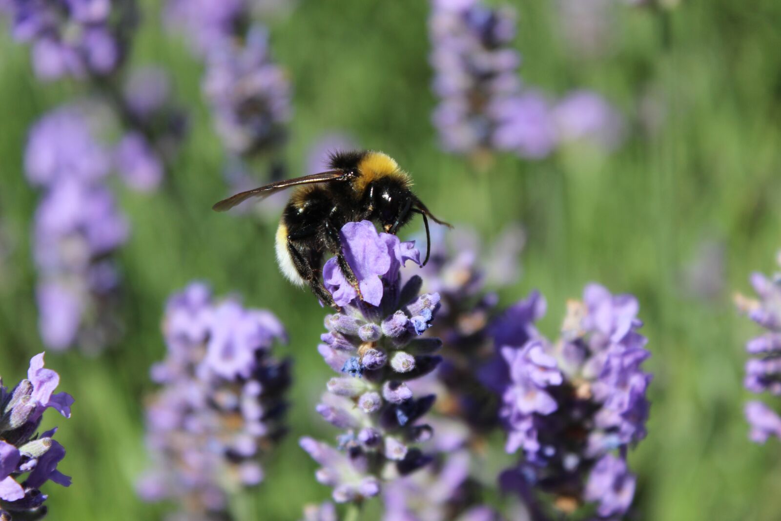 Canon EOS 600D (Rebel EOS T3i / EOS Kiss X5) sample photo. Hummel, lavender blossom, insect photography