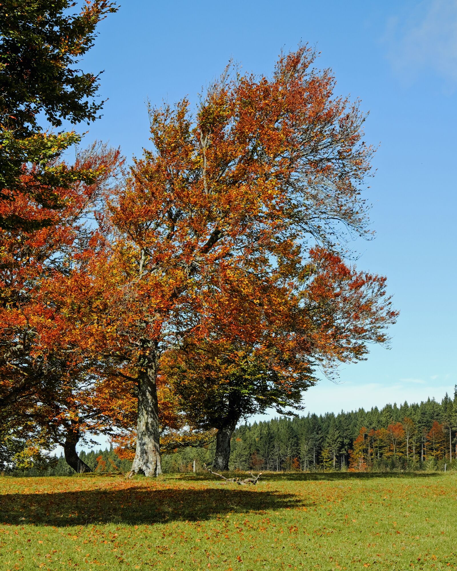 Fujifilm X-T10 sample photo. Trees, book, deciduous trees photography