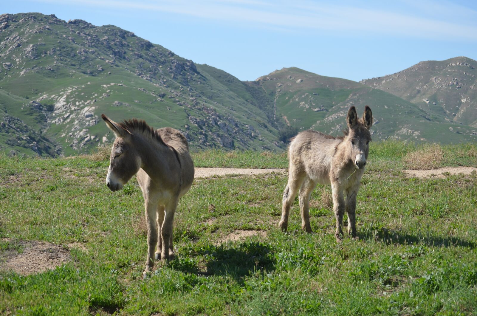 Nikon D5100 sample photo. Wild burro, california, animal photography