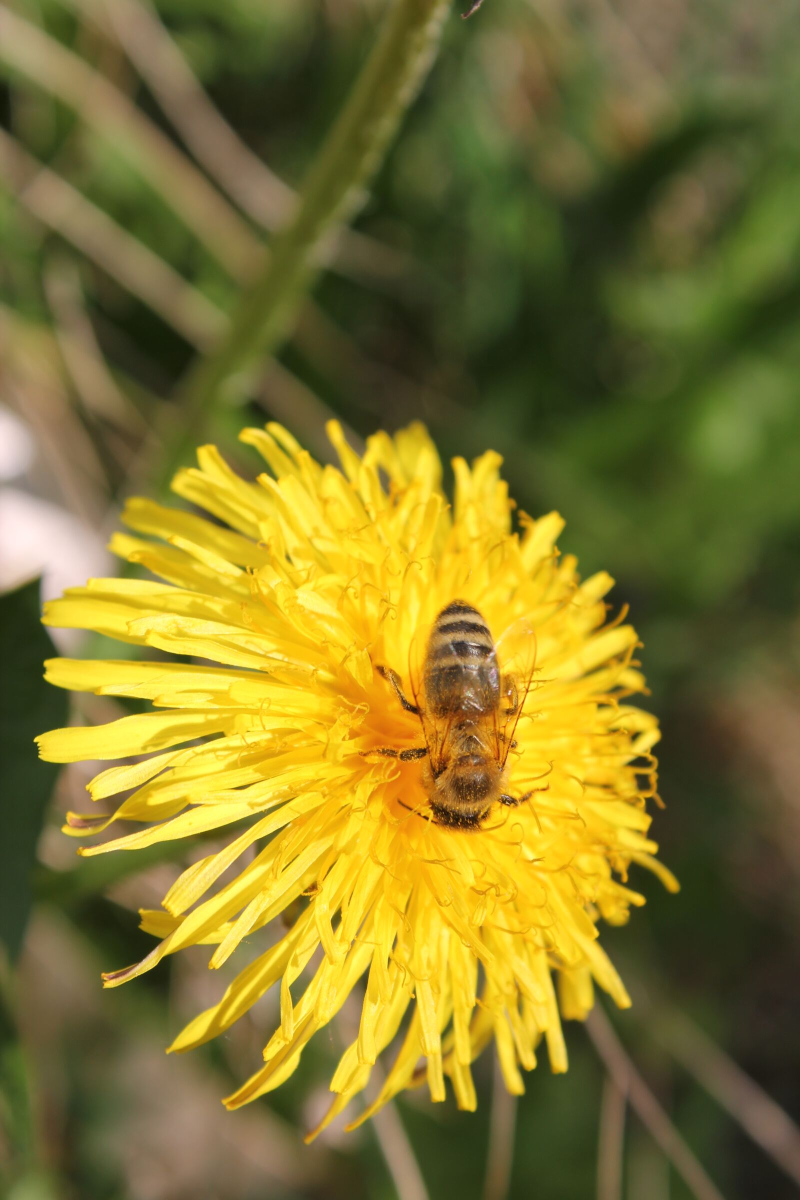 Canon EOS 550D (EOS Rebel T2i / EOS Kiss X4) sample photo. Bee, nature, flower photography