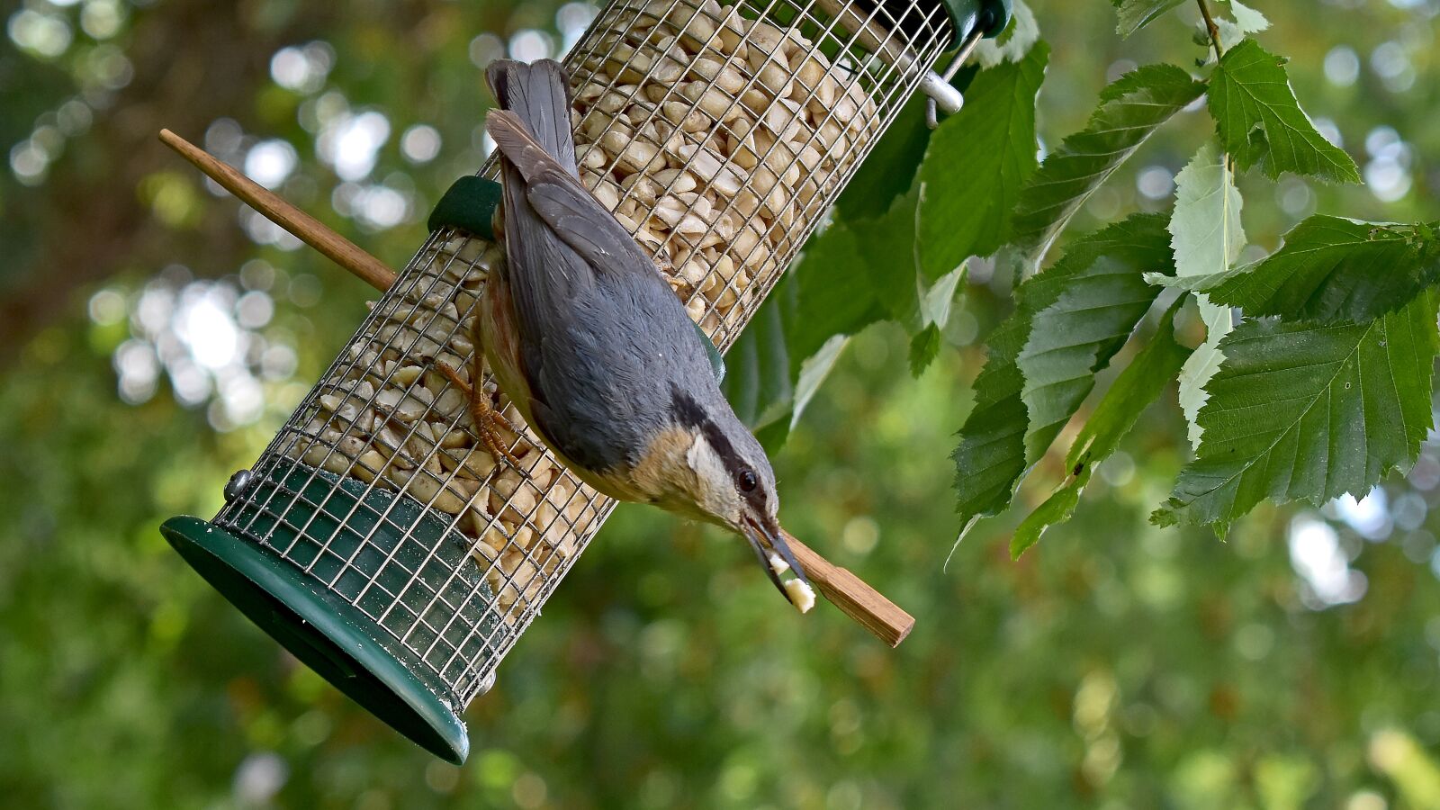 Nikon D3500 sample photo. Kleiber, bird, foraging photography