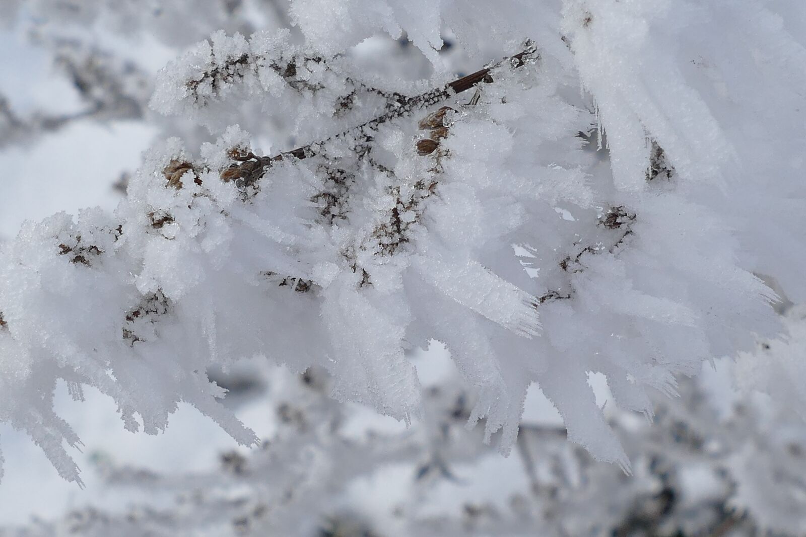 Panasonic Lumix DMC-FZ1000 sample photo. Frost, icing, winter photography