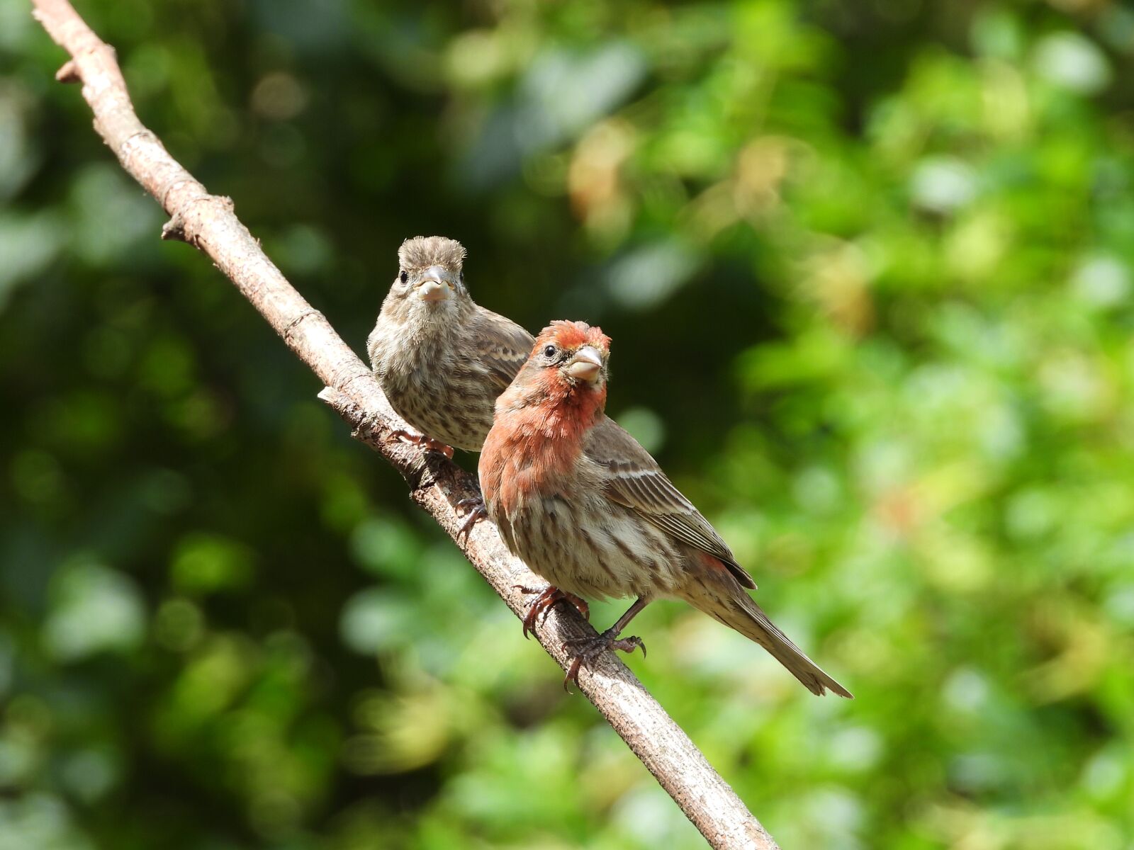 Nikon Coolpix P1000 sample photo. House, finches, male photography