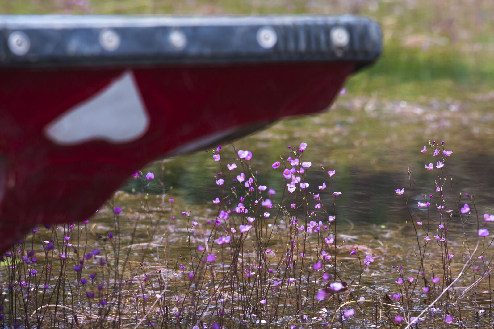 Canon EOS 5D Mark III + Canon EF 70-200mm F4L IS USM sample photo. United, turkish, rolling purple photography