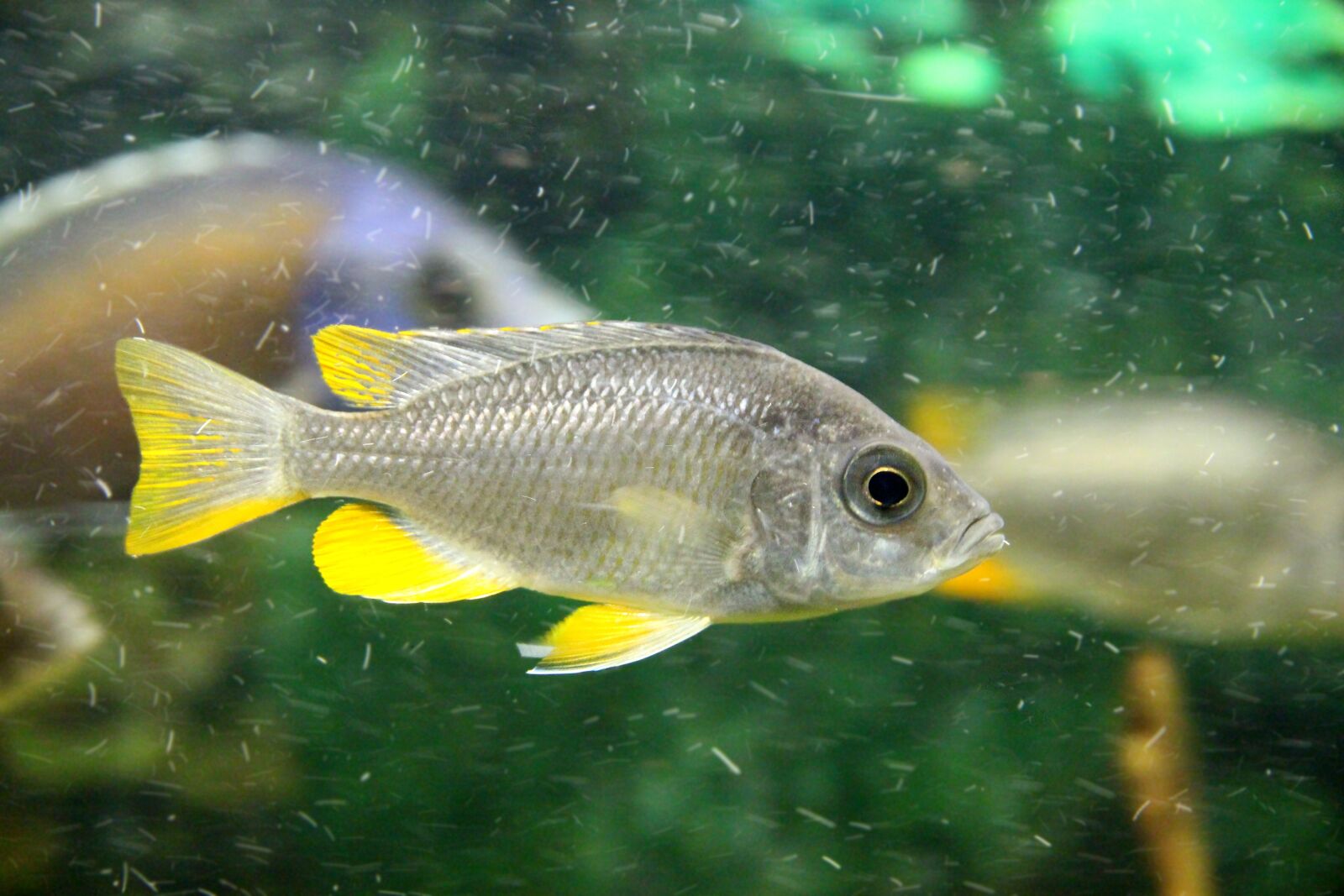 Canon EOS 650D (EOS Rebel T4i / EOS Kiss X6i) sample photo. Copadichromis borleyi, haplochromis borleyi photography