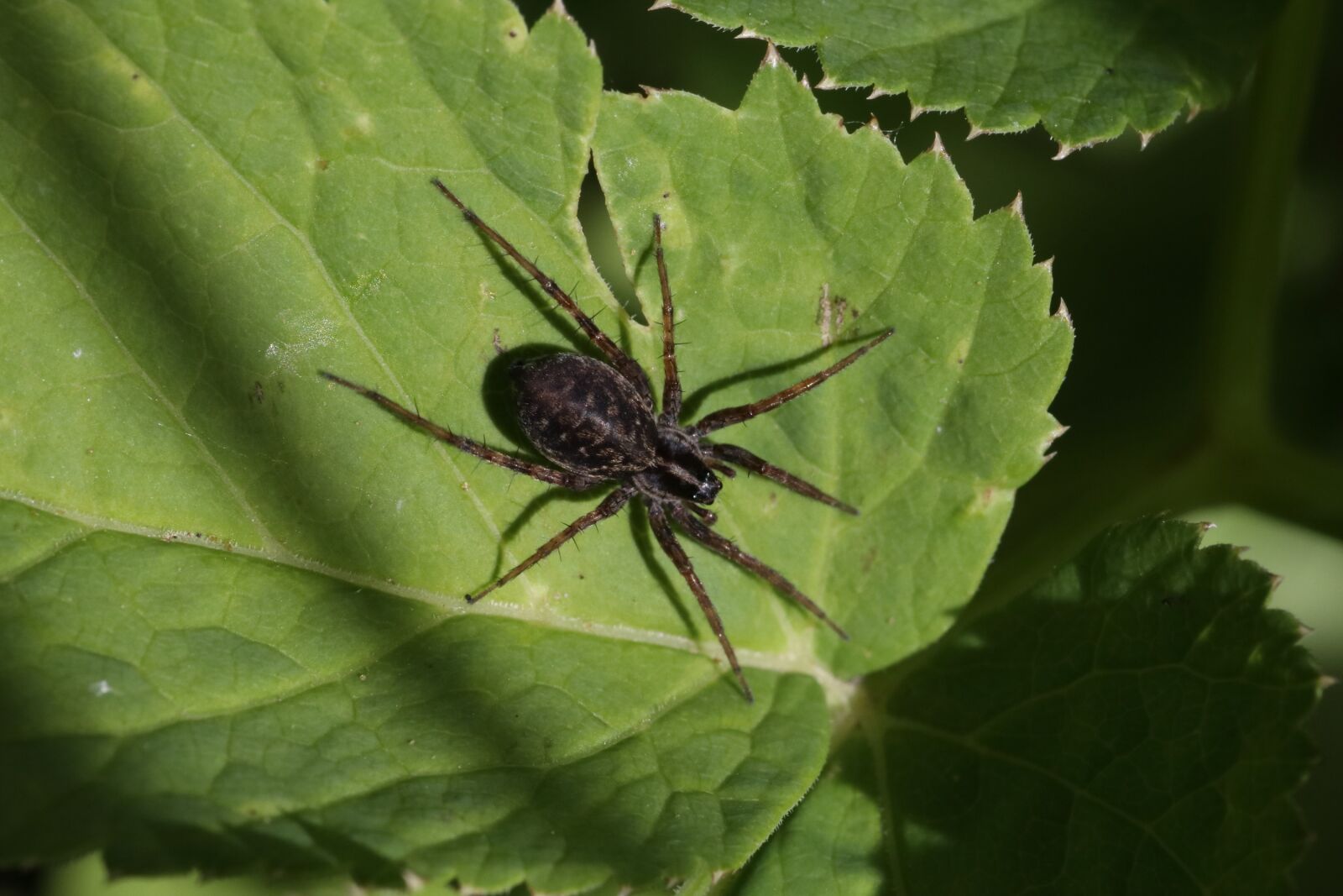 Tamron SP 90mm F2.8 Di VC USD 1:1 Macro sample photo. Spider, sitting, sheet photography