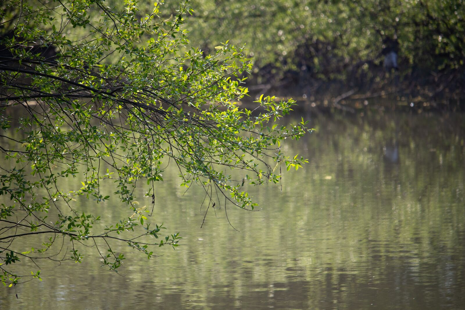 Canon EOS 100D (EOS Rebel SL1 / EOS Kiss X7) sample photo. Spring, bough, tree photography