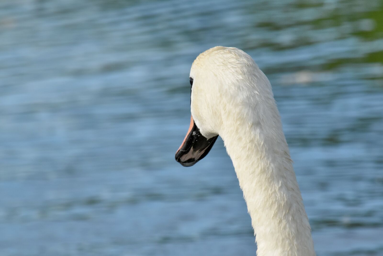 Nikon D5500 sample photo. Neck, side view, aquatic photography