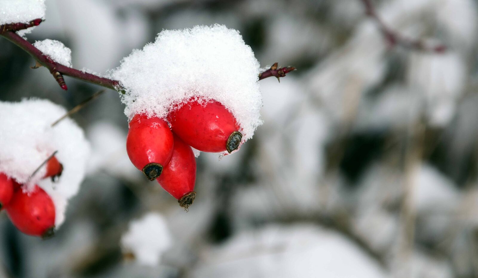Nikon D3300 sample photo. Rose hip, nature, tree photography
