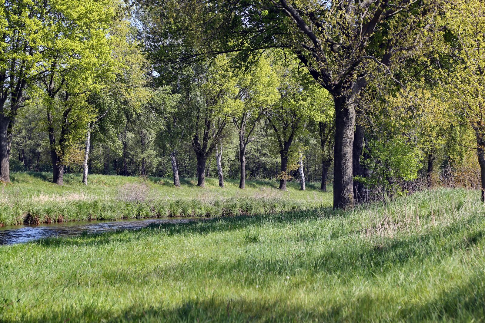 Canon EOS 6D + Canon EF 24-105mm F4L IS USM sample photo. Bach, trees, landscape photography