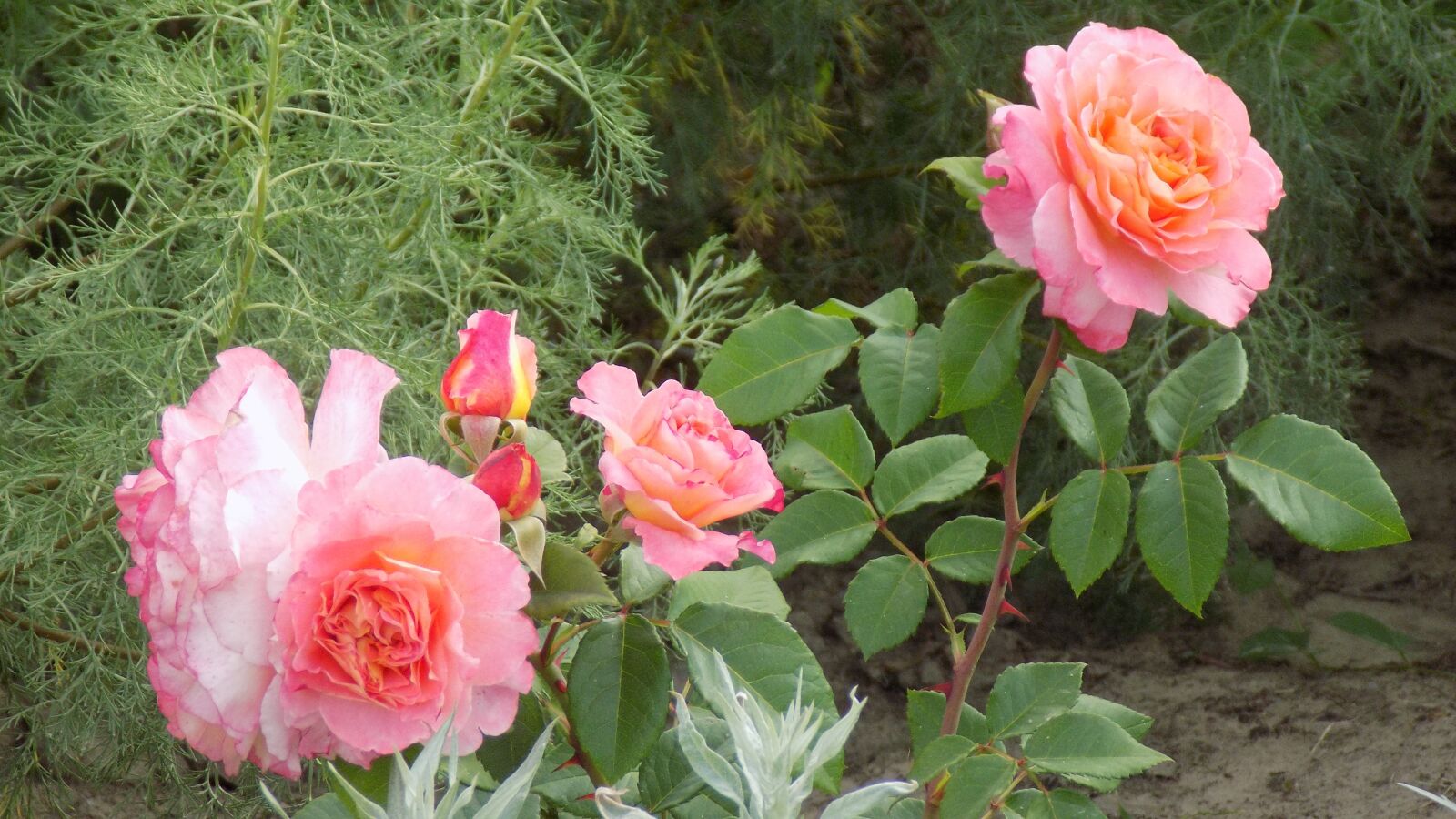 Nikon COOLPIX L330 sample photo. Roses, flowers, botanical garden photography