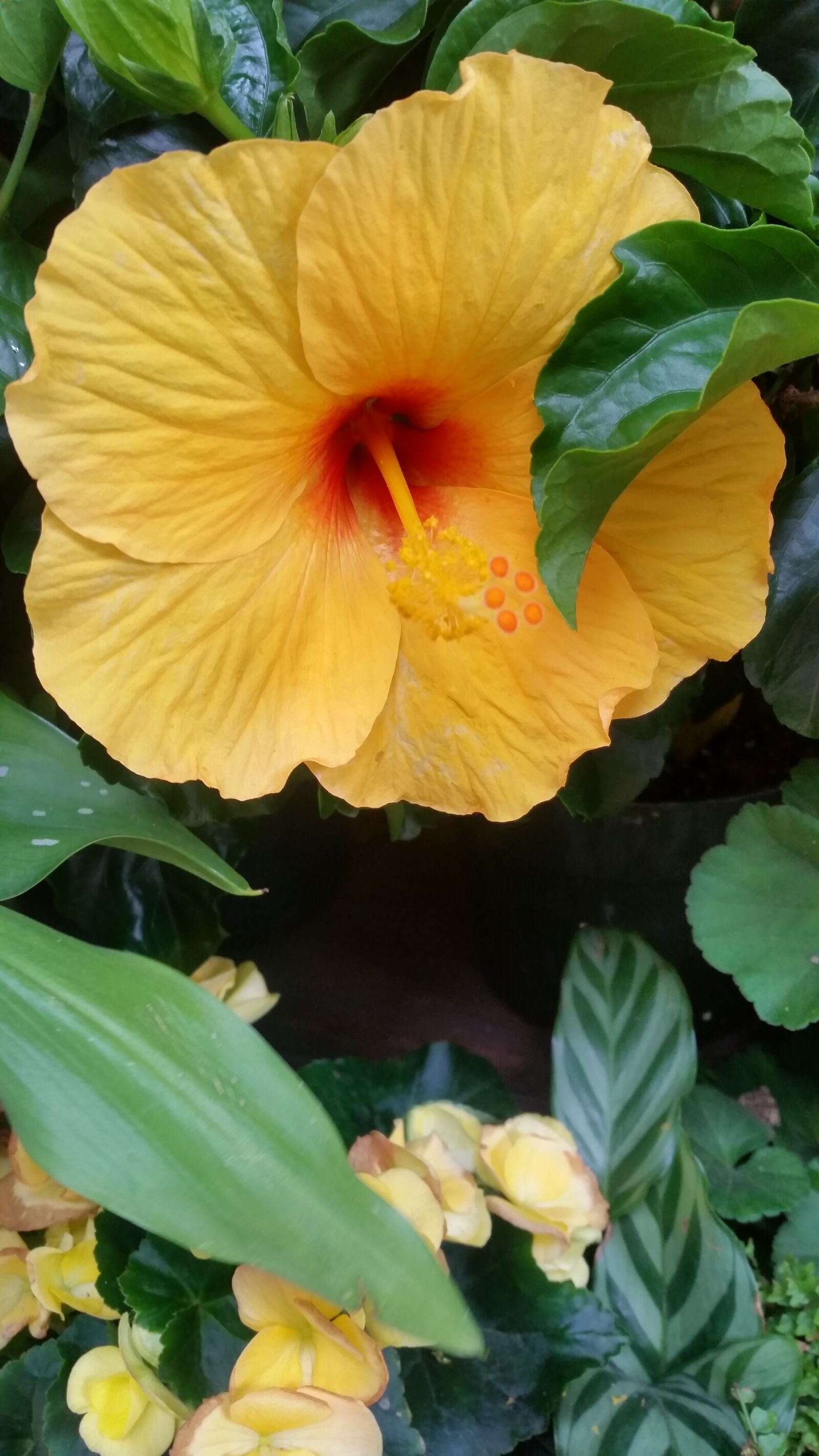 Samsung Galaxy S5 sample photo. Beautiful, flowers, blossom, floral photography
