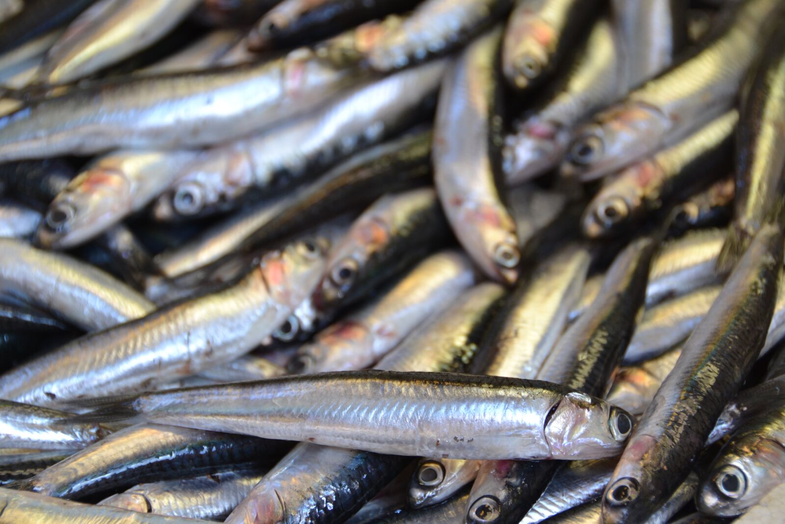 Nikon D3100 sample photo. Fish, sardine, faineant photography