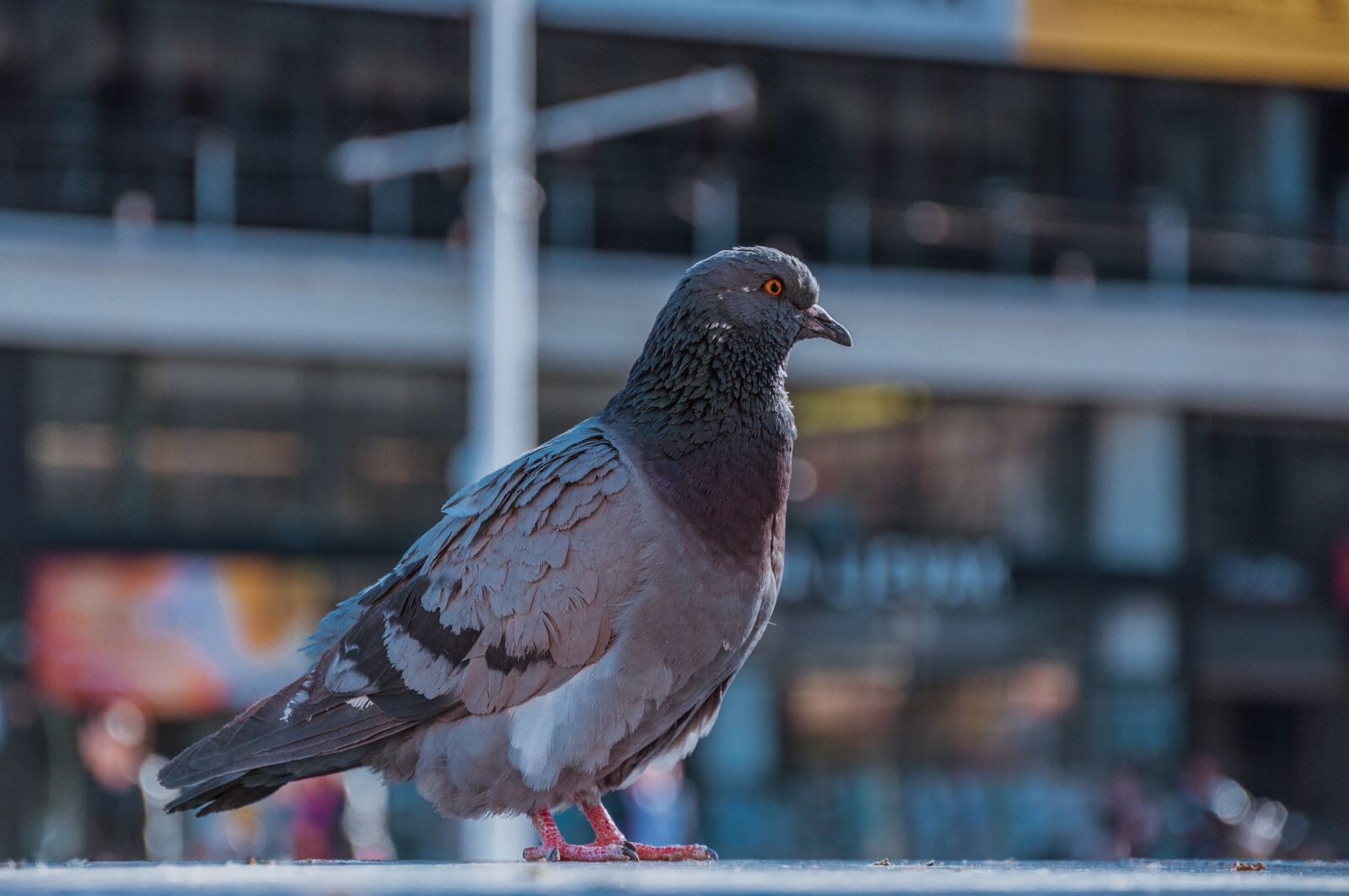 Nikon D90 sample photo. Pigeon, city, dove photography
