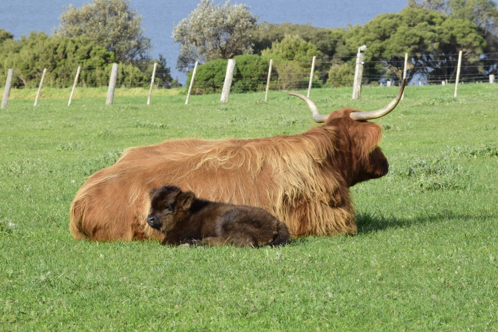 Nikon D5300 sample photo. Cows, lying, grass photography