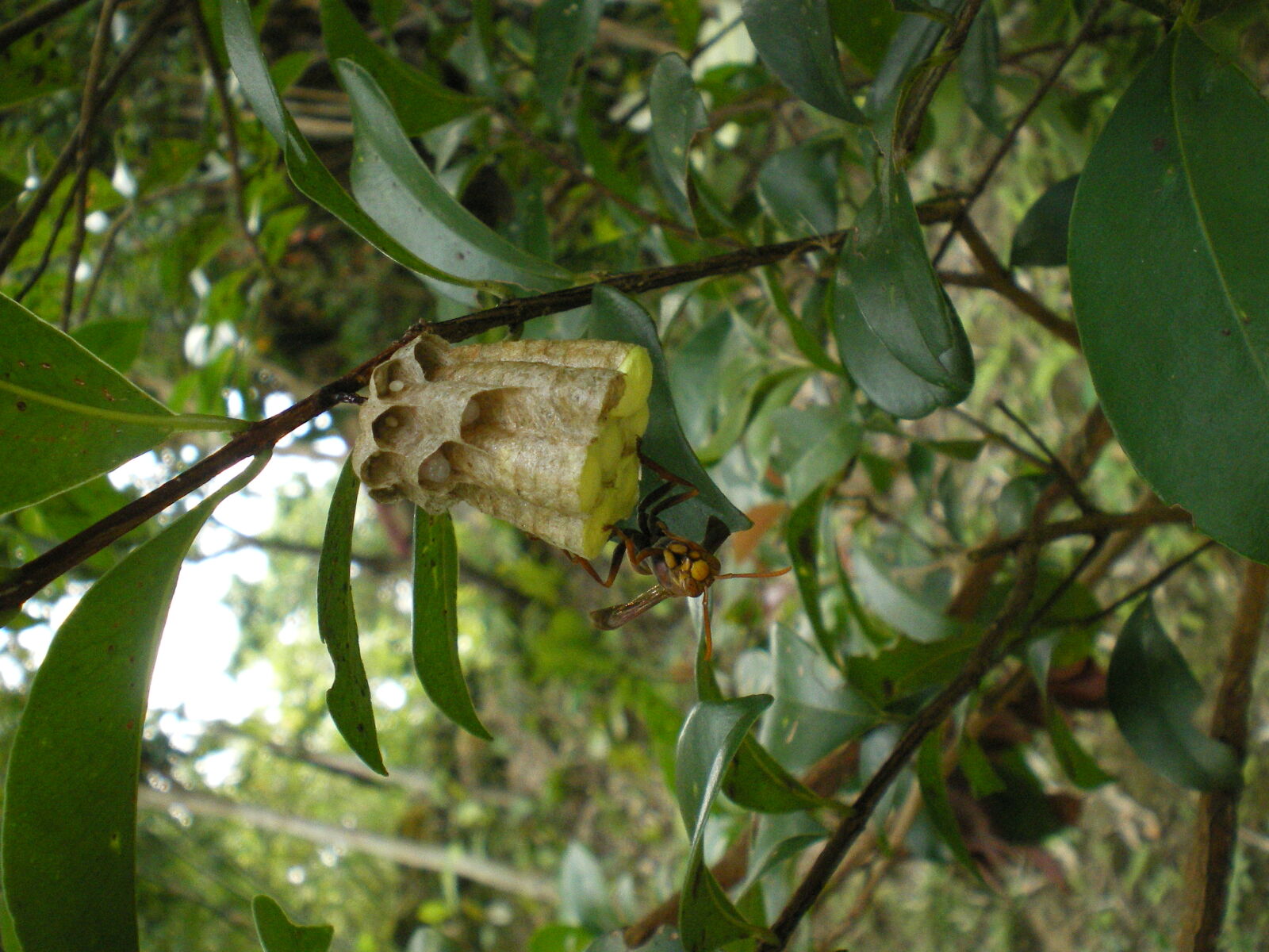 Pentax OPTIO M30 sample photo. Close, up, honeycomb, insect photography