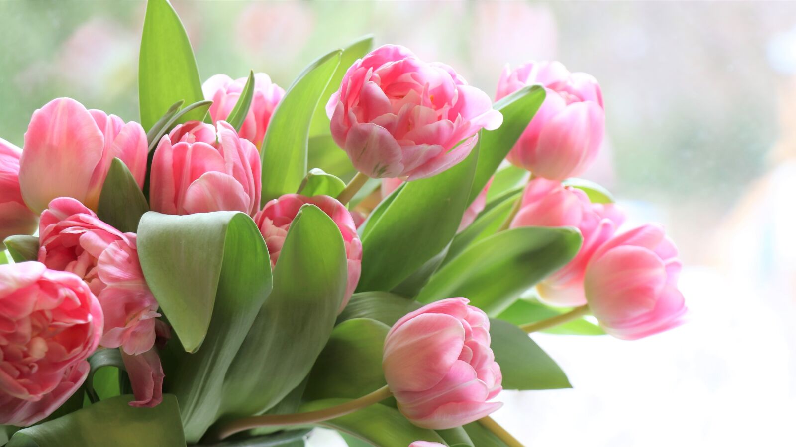 Canon EOS 77D (EOS 9000D / EOS 770D) sample photo. Tulips, flowers, flower photography