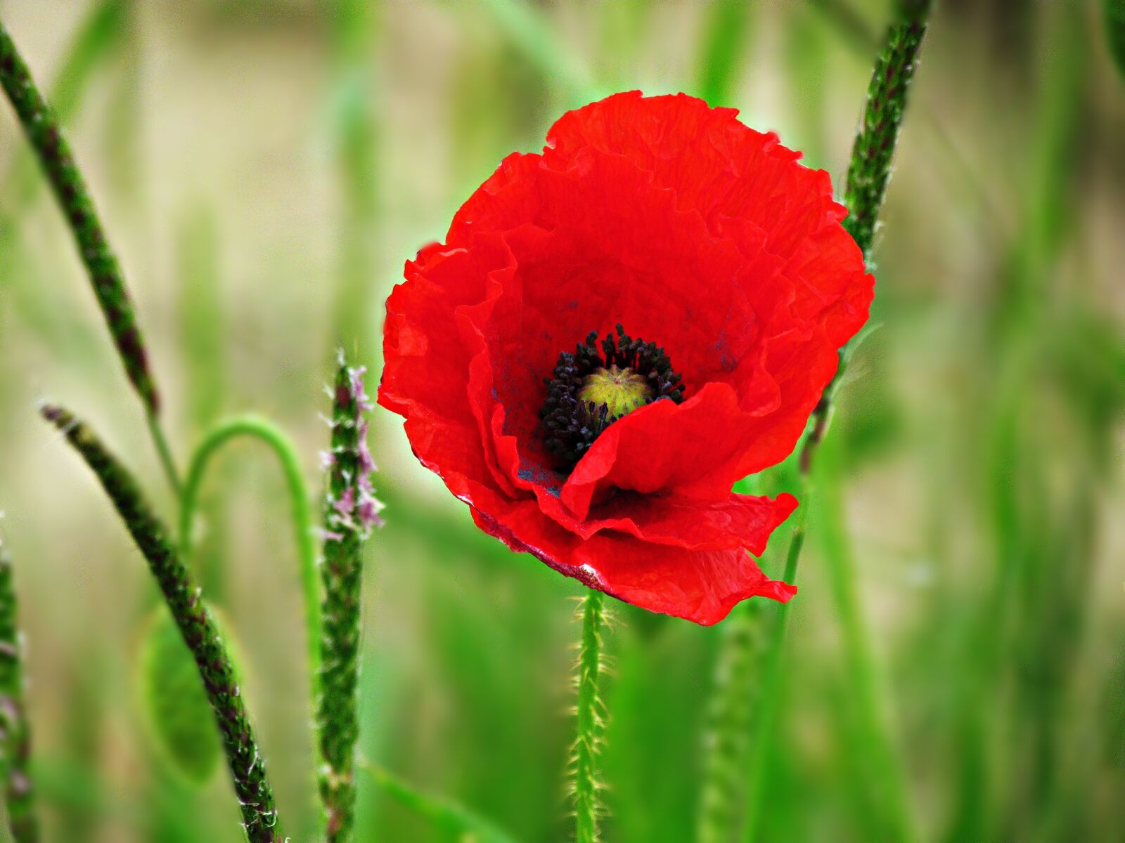 Картинка маков. Мак обыкновенный. Poppy (Мак). Мак цветок. Ма.