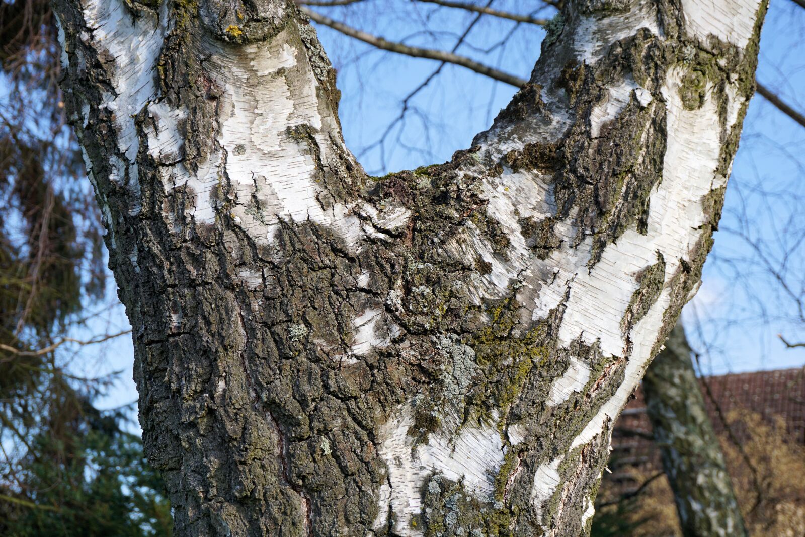 Sony a6000 sample photo. Tree, log, birch photography