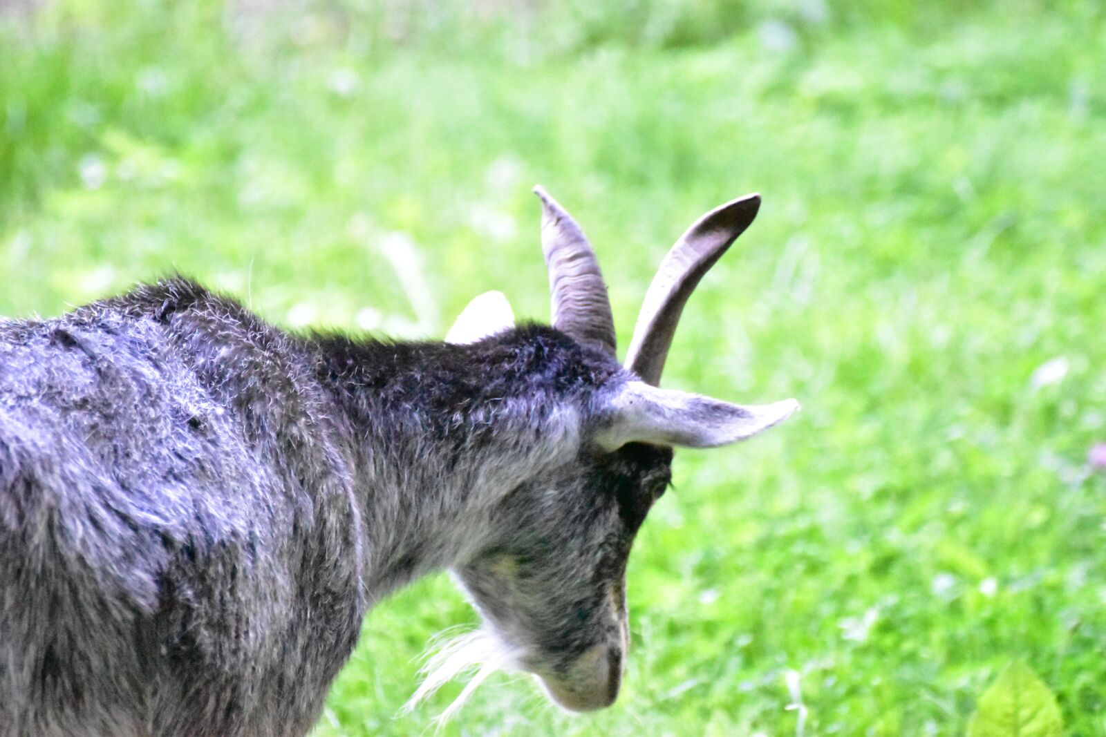Nikon D5600 sample photo. Goat, perspective, goat eye photography