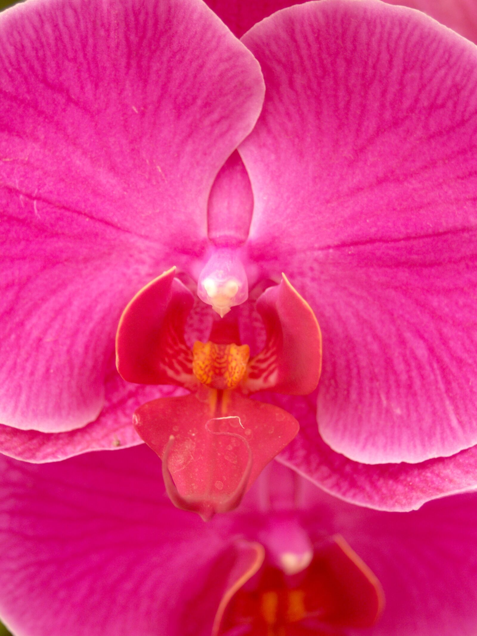 Olympus E-300 (EVOLT E-300) sample photo. Orchid, flower, bright photography
