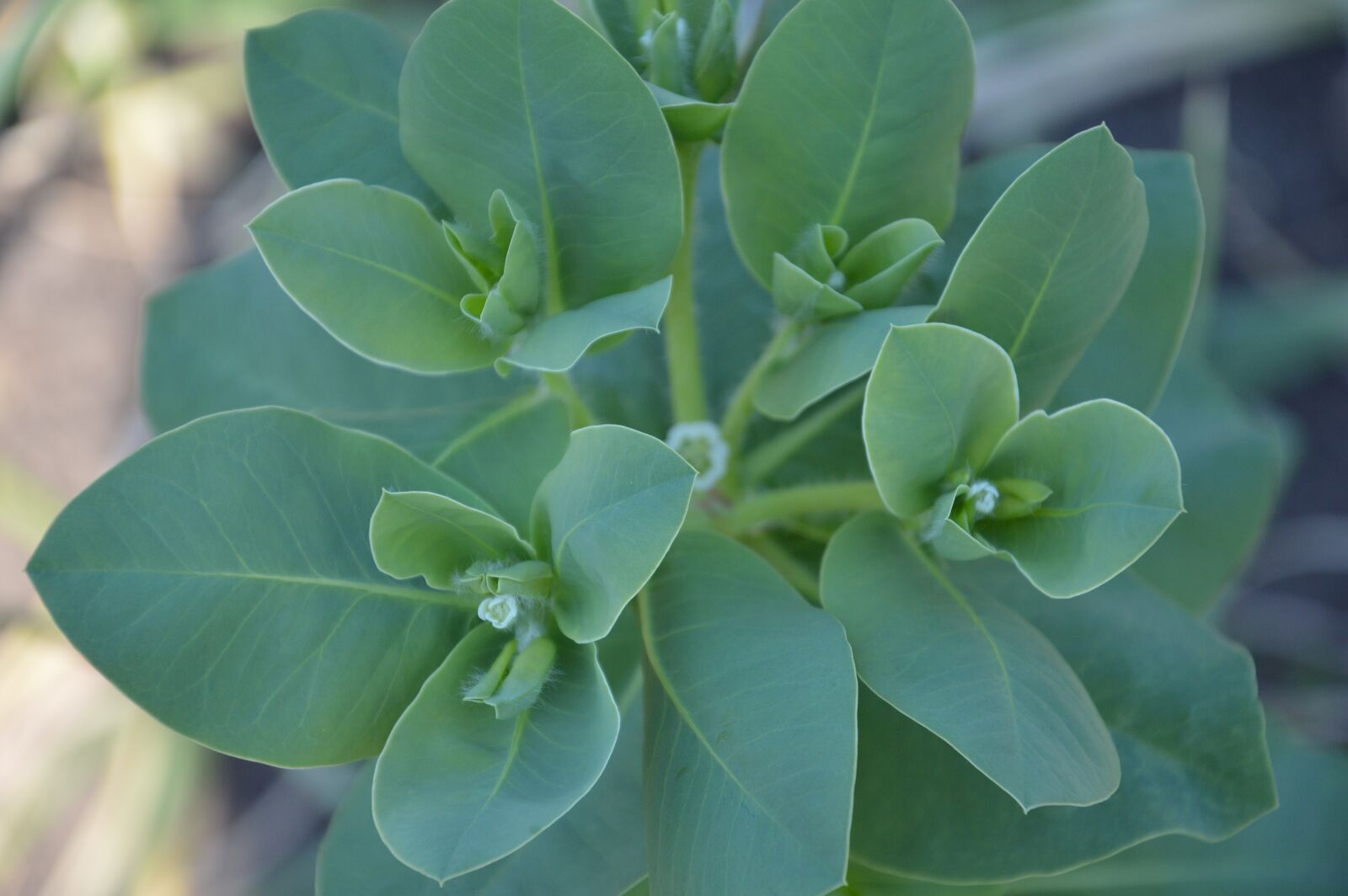 Nikon D3200 sample photo. Plant, flower, greens photography