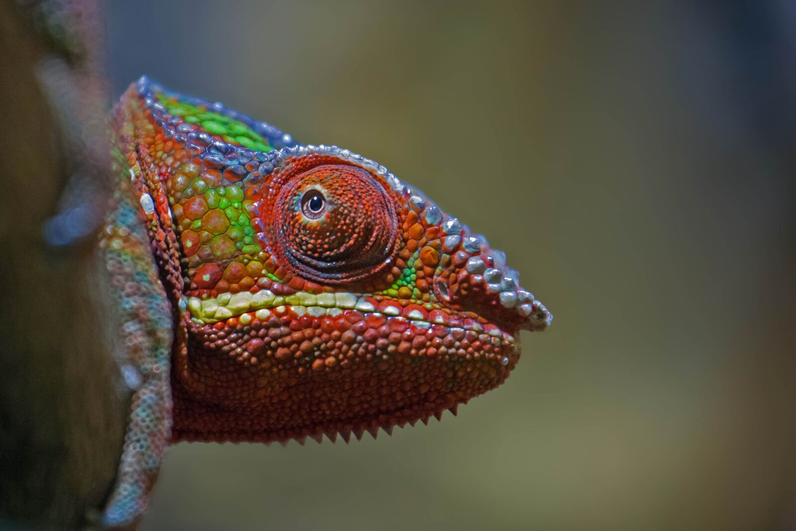 Canon EOS 40D + Canon EF 70-200mm F4L IS USM sample photo. Chameleon, reptile, color photography