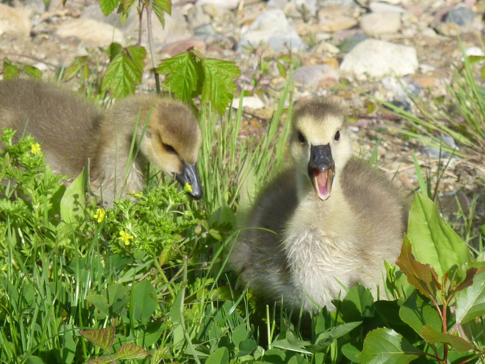Panasonic DMC-TZ7 sample photo. Chicks, wild goose, canada photography