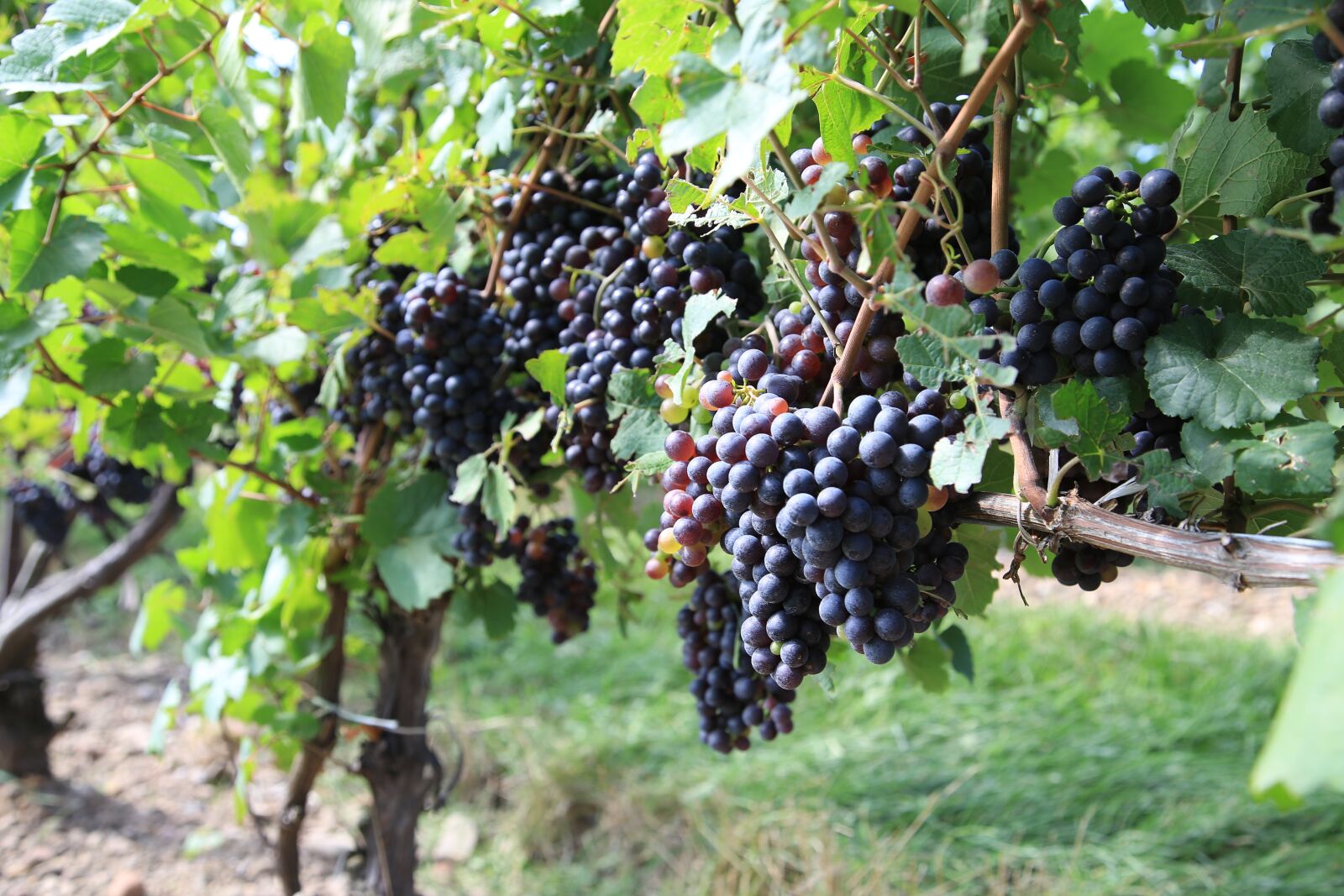 Canon EOS 6D + Canon EF 24-105mm F4L IS USM sample photo. Grapes, vineyard, the vine photography