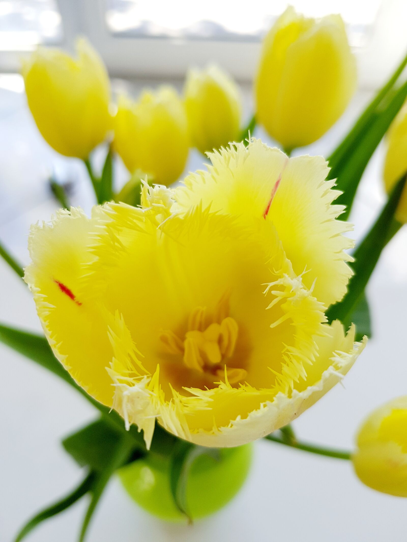 Samsung Galaxy S8 sample photo. Tulip, plant, blossom photography