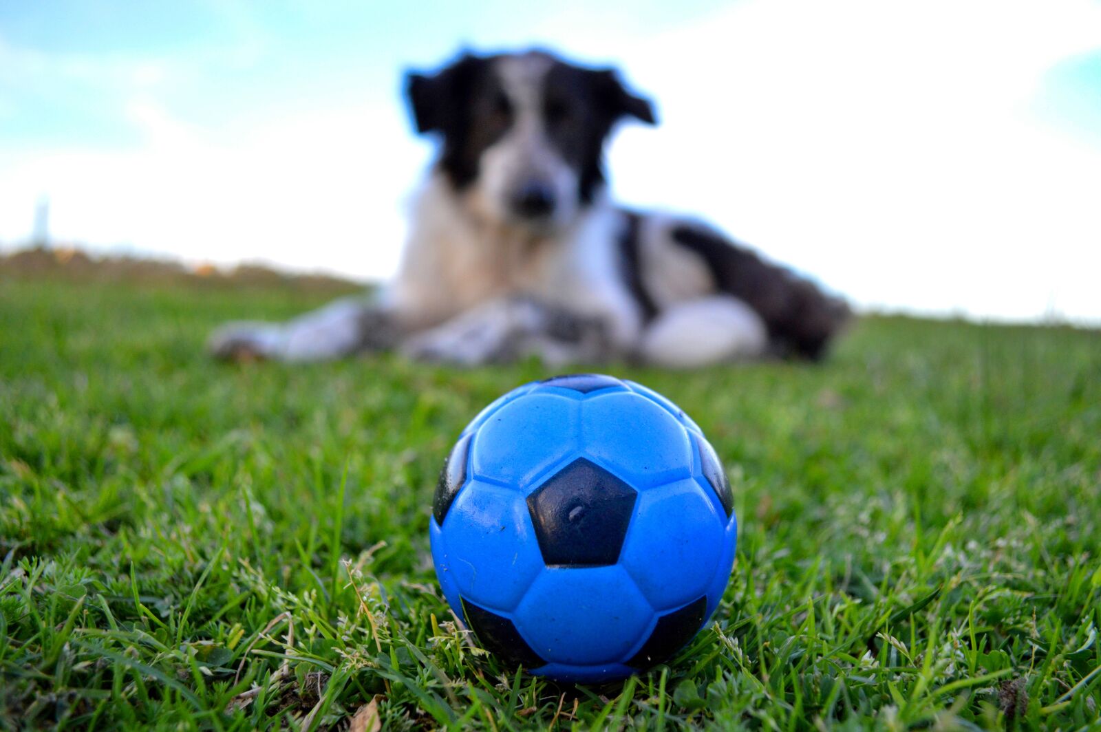 Nikon D3200 sample photo. Dog, game, animals photography