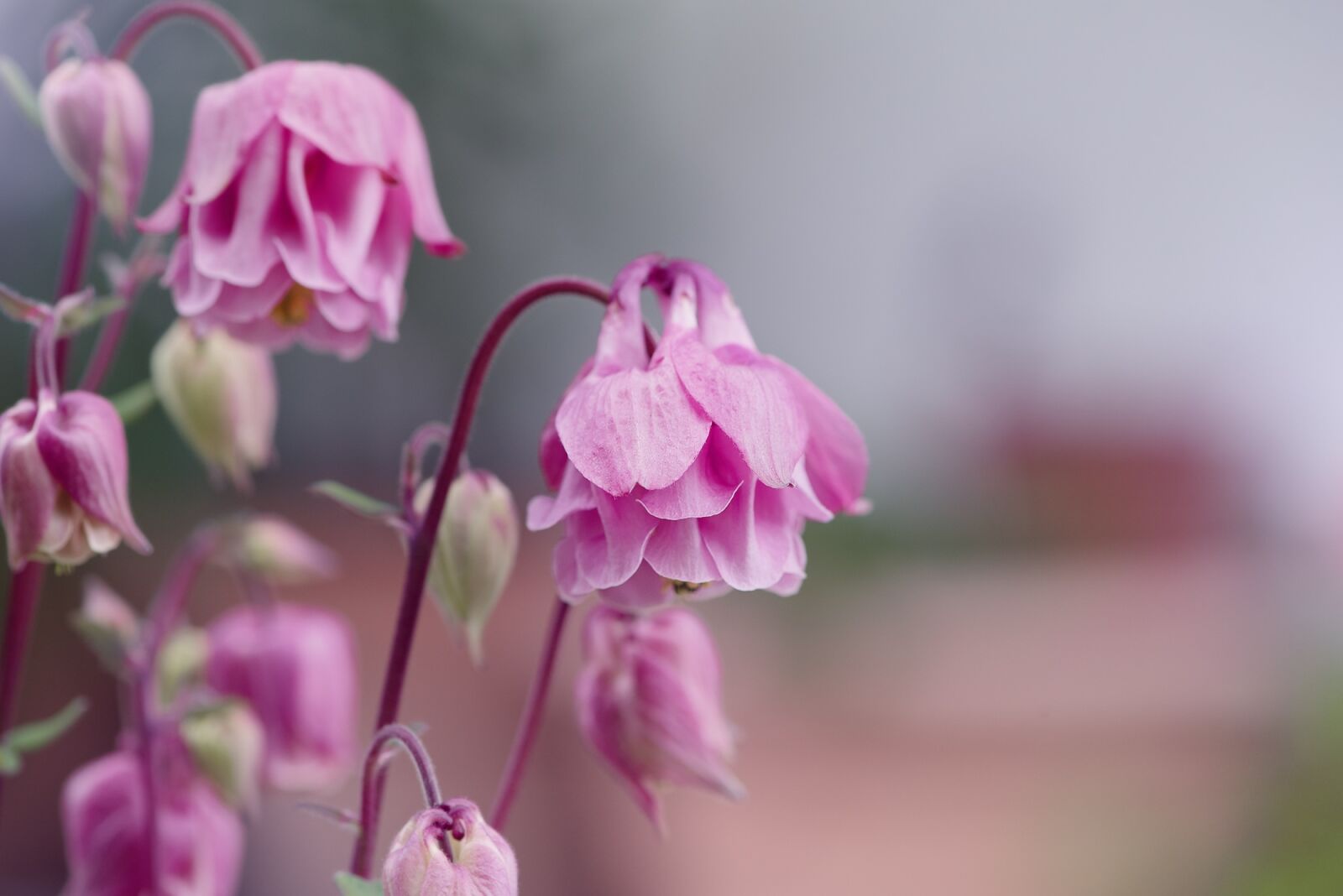Nikon D750 sample photo. Columbine, flowers, common akelei photography