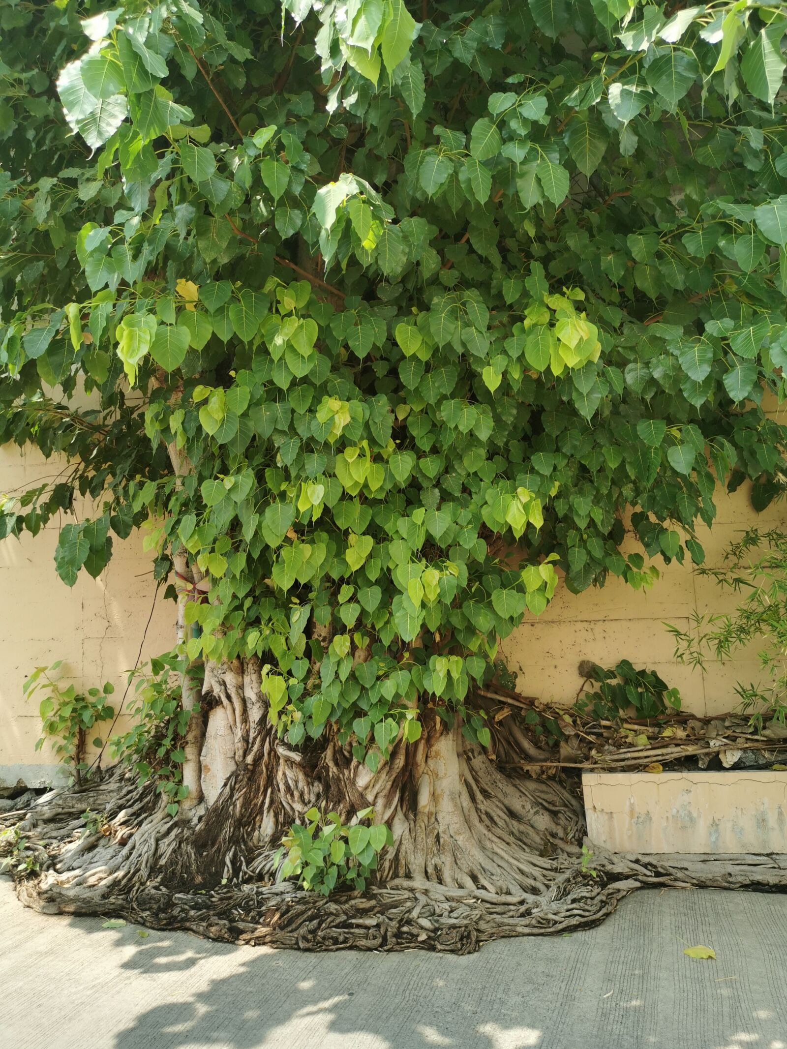 HUAWEI P30 sample photo. Tree, bangkok, day photography