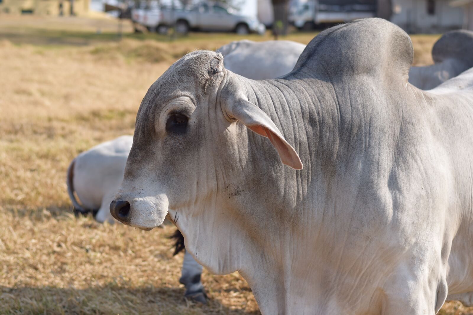 Nikon D5300 sample photo. Brahman, bull, cattle photography