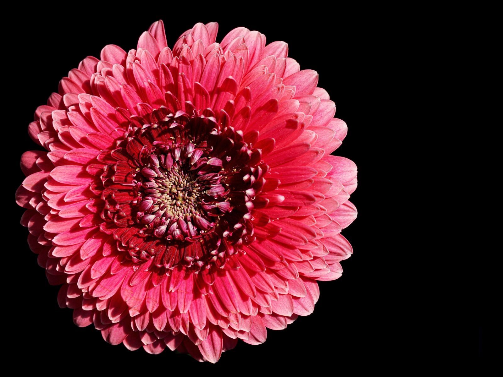 Sony ILCA-77M2 + 35mm F1.4 sample photo. Gerbera, pink, blossom photography