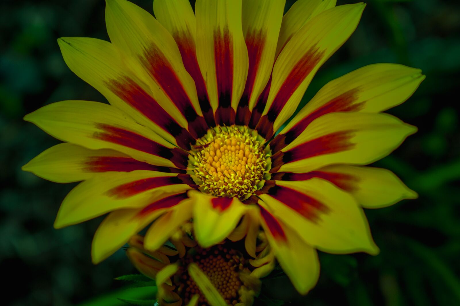 Nikon D3400 sample photo. Beautiful flower, g rbela photography