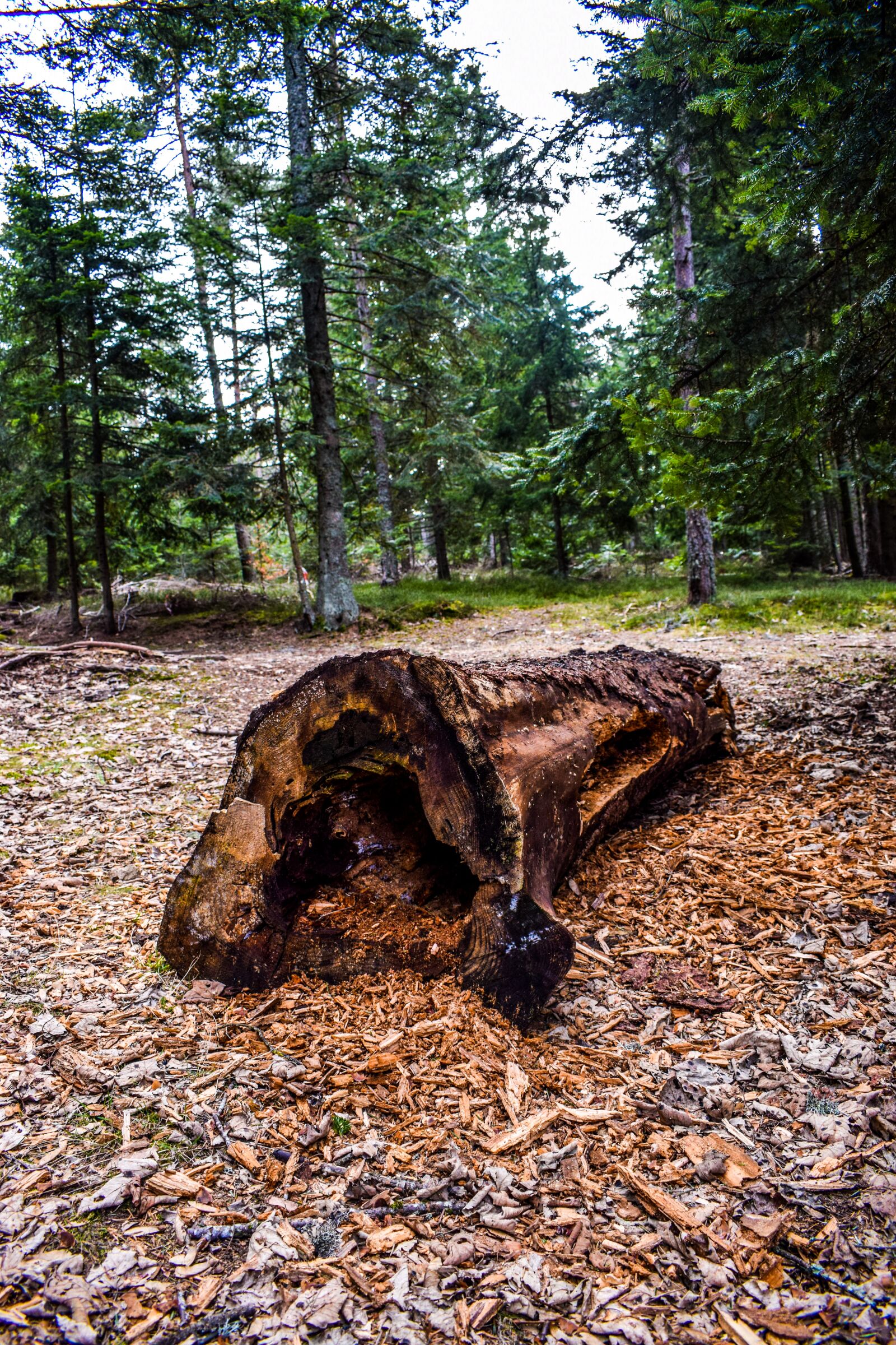 Nikon D5300 sample photo. Forest, tree, trunk photography