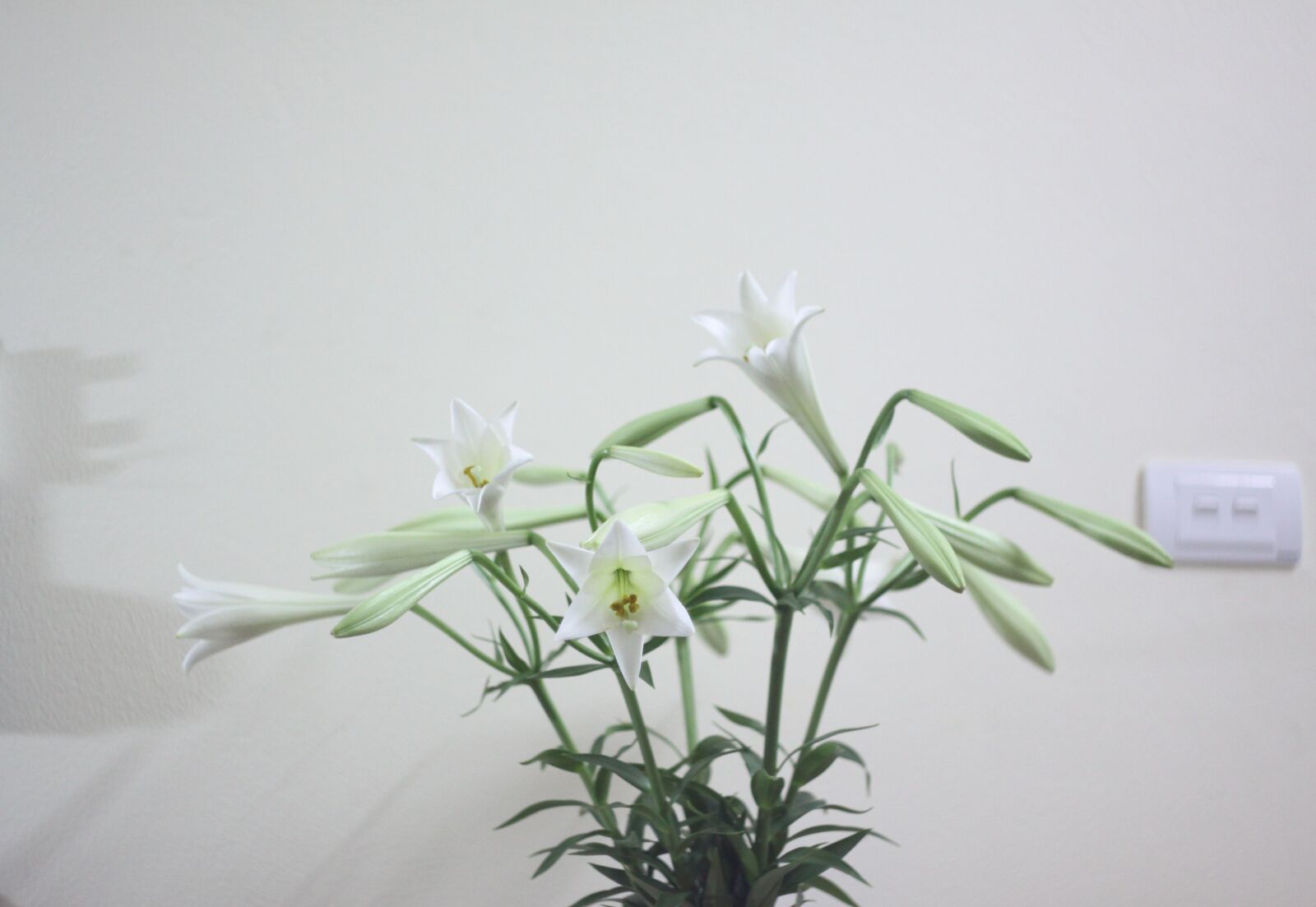 Canon EOS 50D sample photo. White lily, helios 44m7 photography