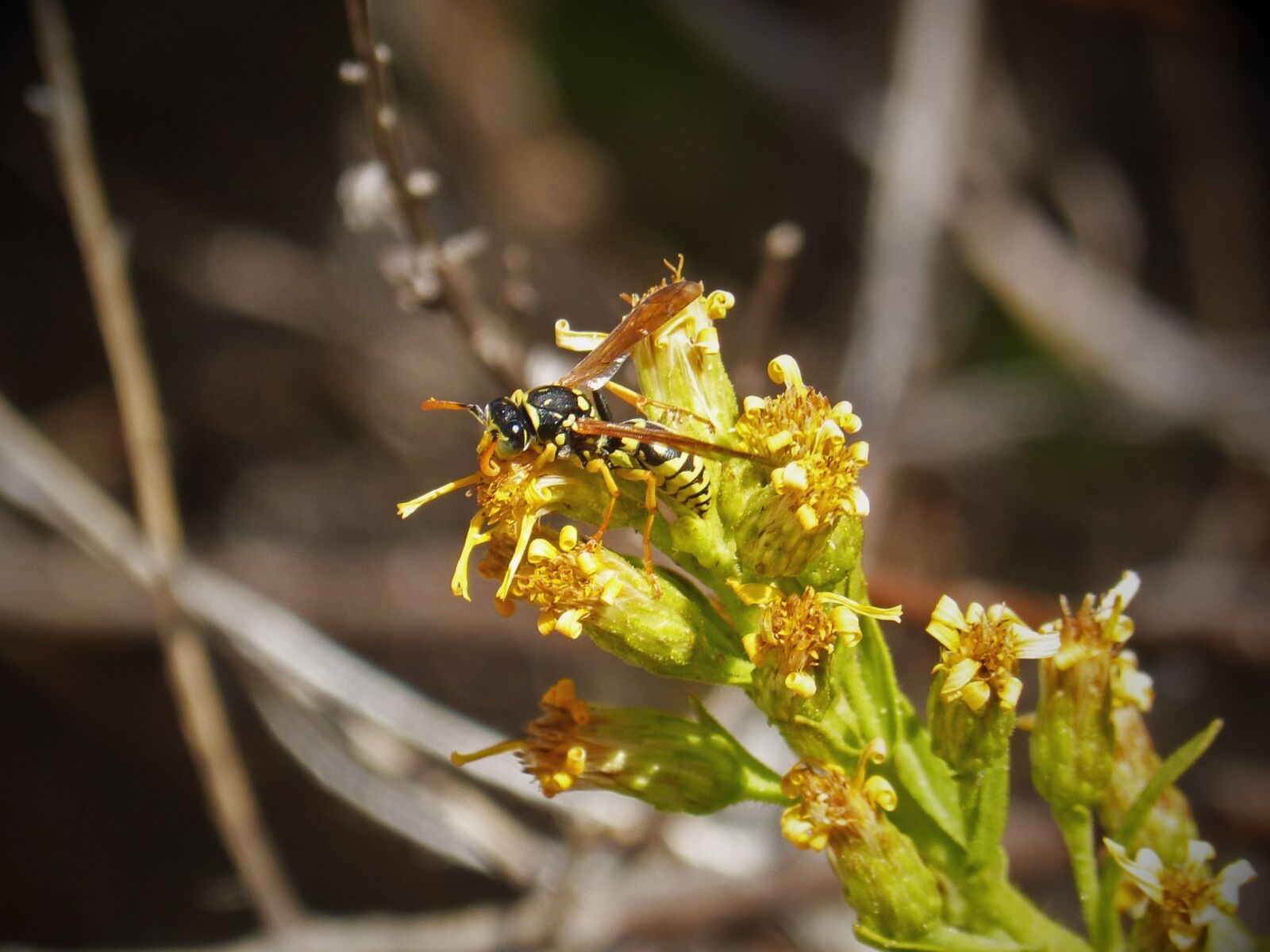 Panasonic DMC-FZ62 sample photo. Wasp, flower, yellow and photography
