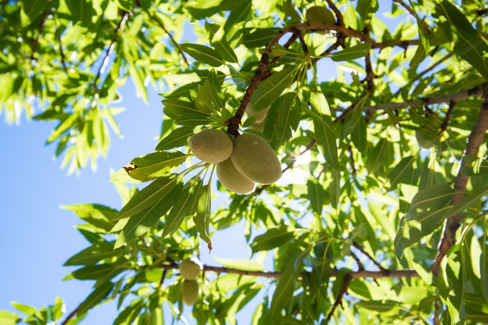 Nikon D600 sample photo. Almonds, almond tree, nature photography