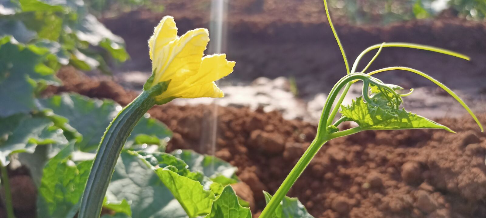 Realme RMX2001 sample photo. Flower, tendril, fruit photography