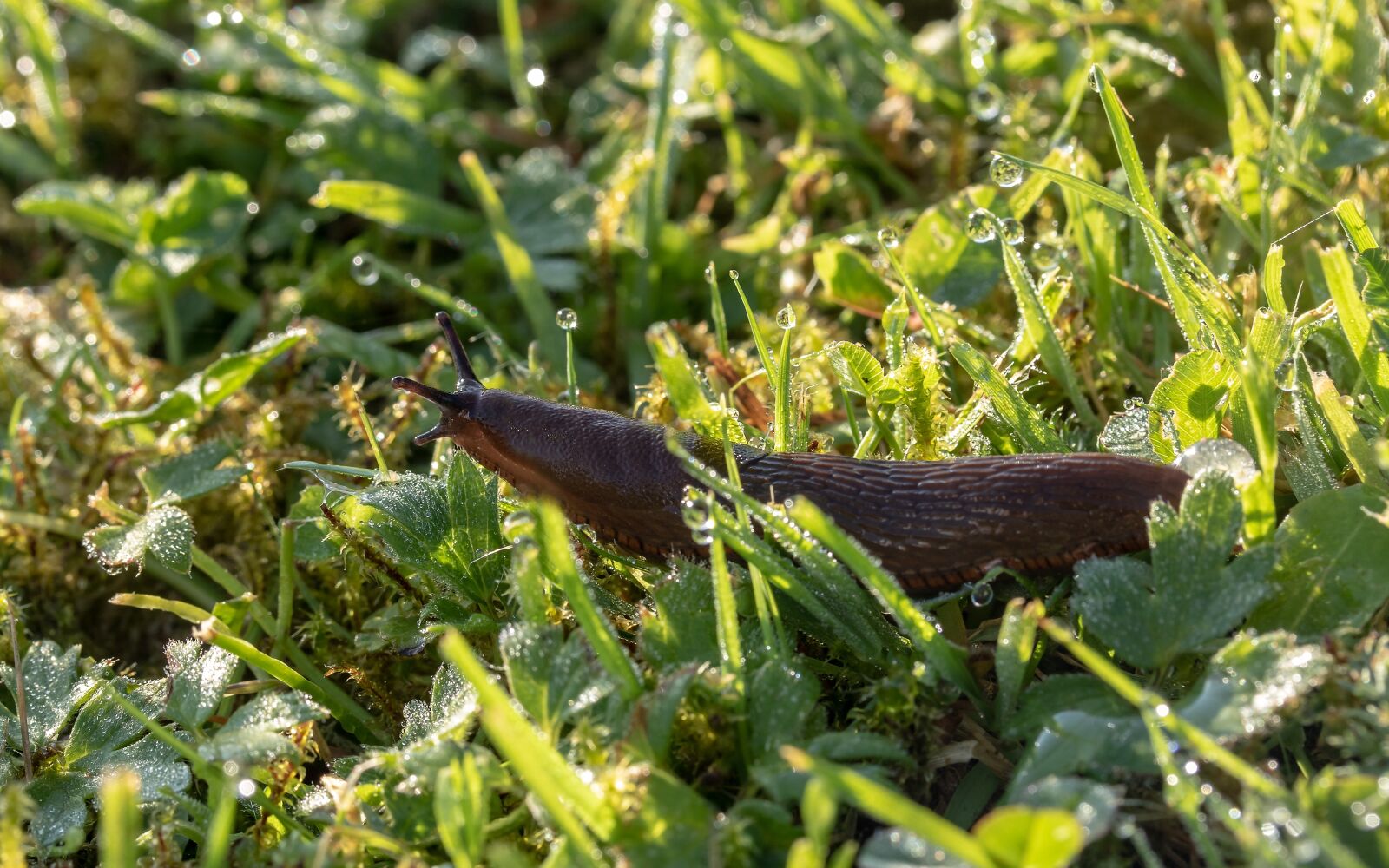 Canon EOS 750D (EOS Rebel T6i / EOS Kiss X8i) + Canon EF-S 60mm F2.8 Macro USM sample photo. Slug, snail, red wegschnecke photography