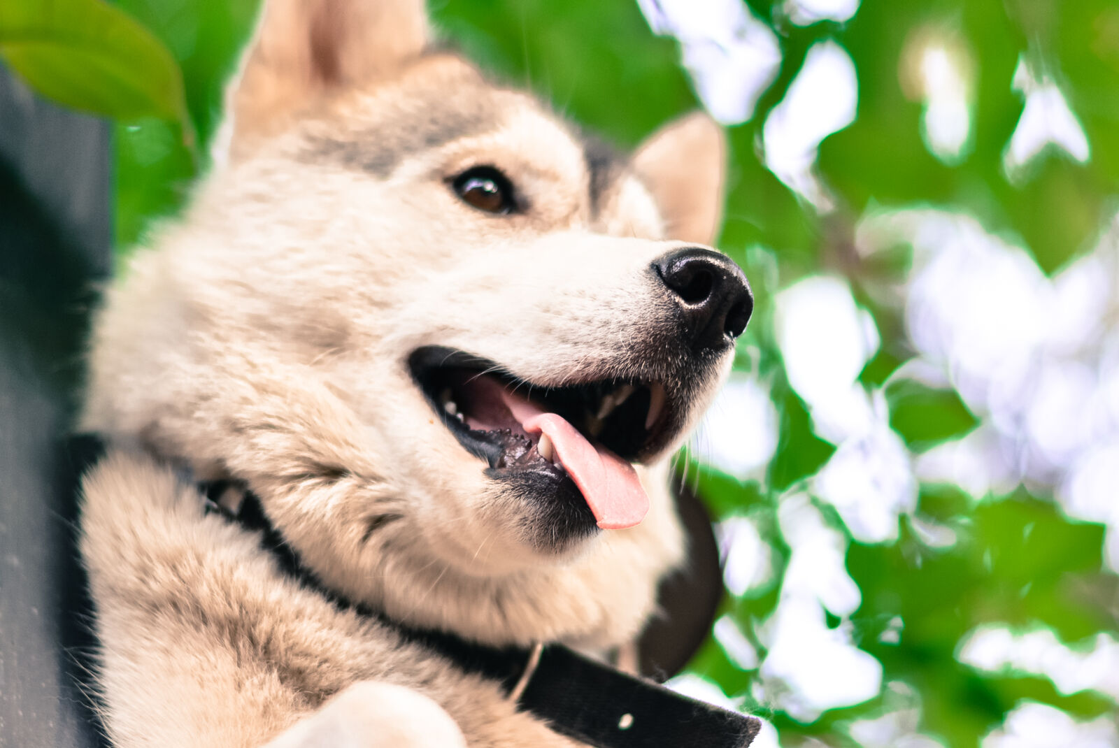 Nikon D5200 + Nikon AF-S Nikkor 50mm F1.8G sample photo. Cream, and, black, shiba photography
