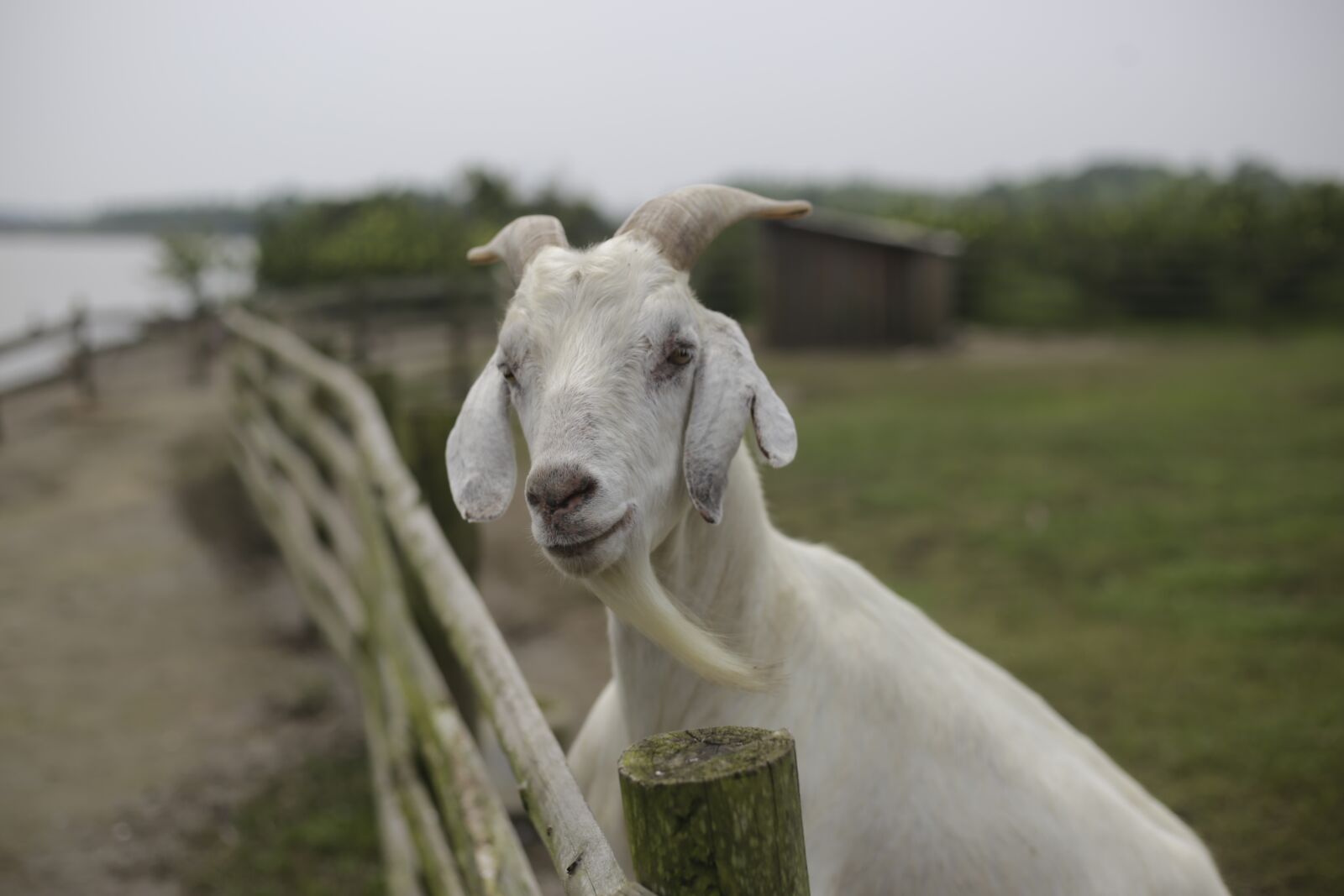 Canon EOS 6D + Canon EF 50mm F1.8 STM sample photo. Goat, lake, beard photography