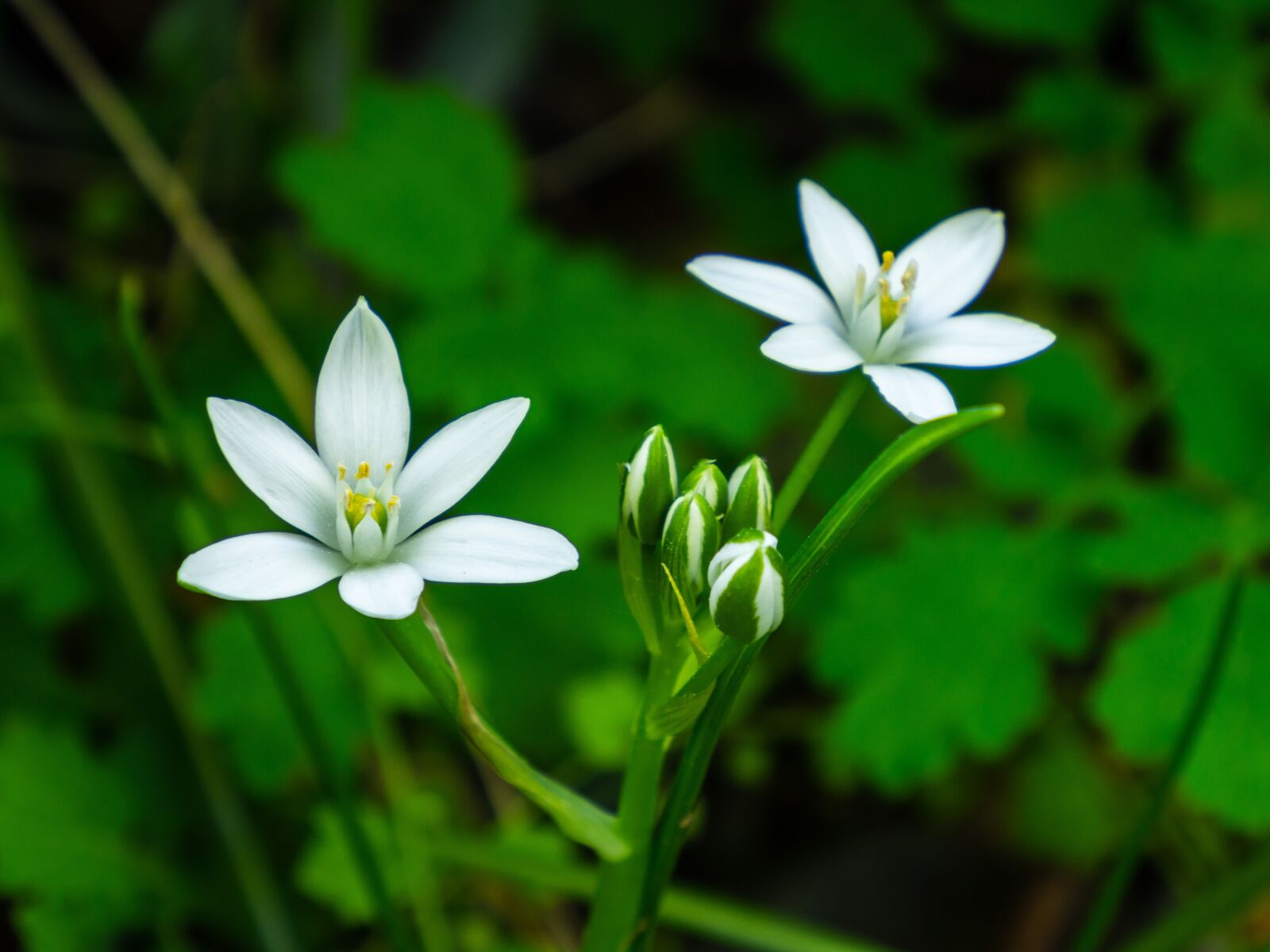 Olympus OM-D E-M10 III sample photo. Flower, plant, white photography