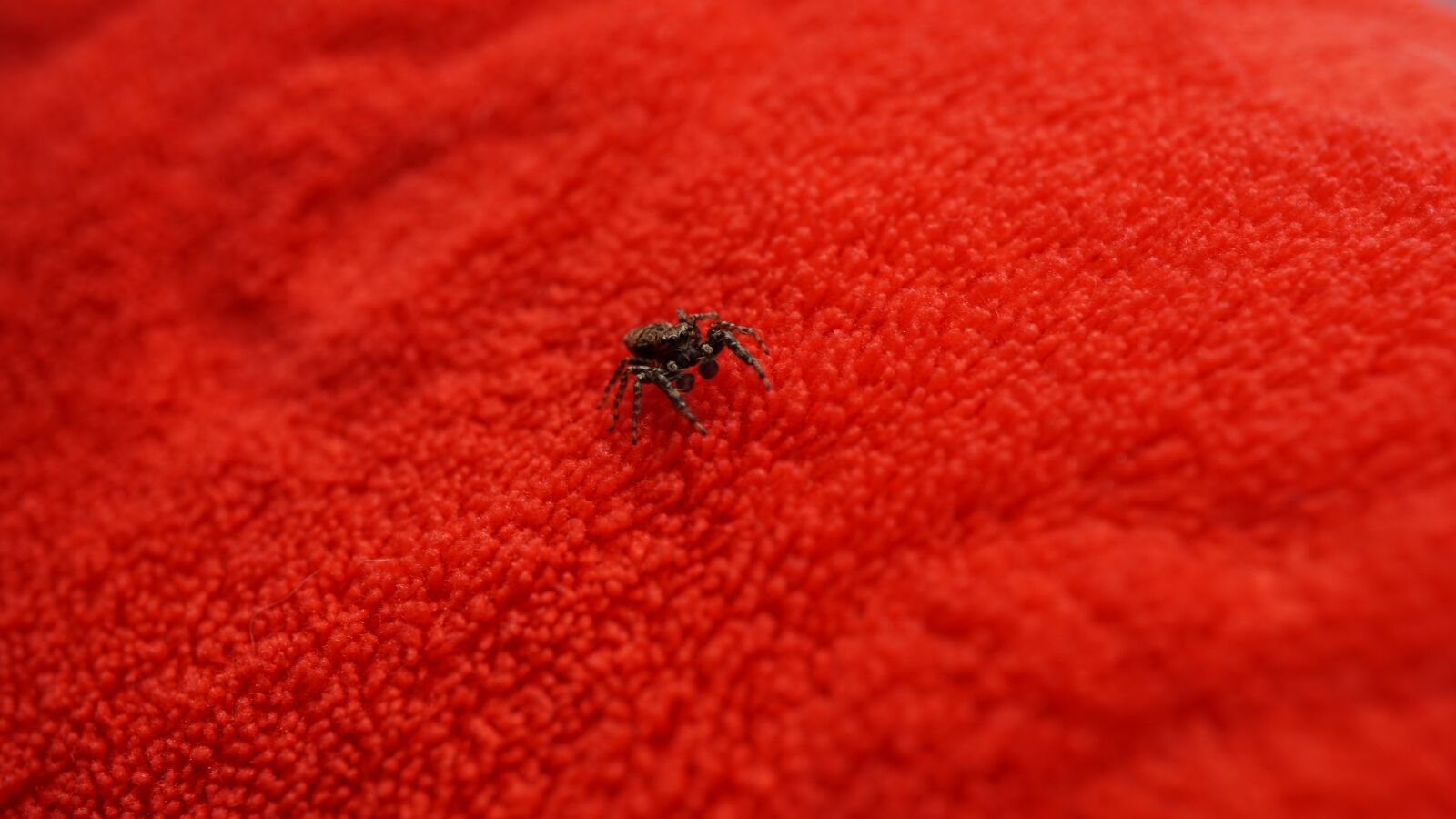 Sony E 30mm F3.5 Macro sample photo. Background, pattern, spider photography