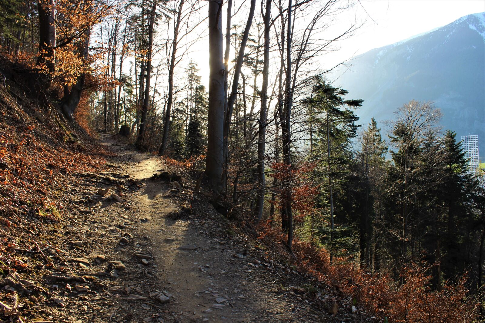 Canon EOS 600D (Rebel EOS T3i / EOS Kiss X5) sample photo. Forest path, nature, landscape photography