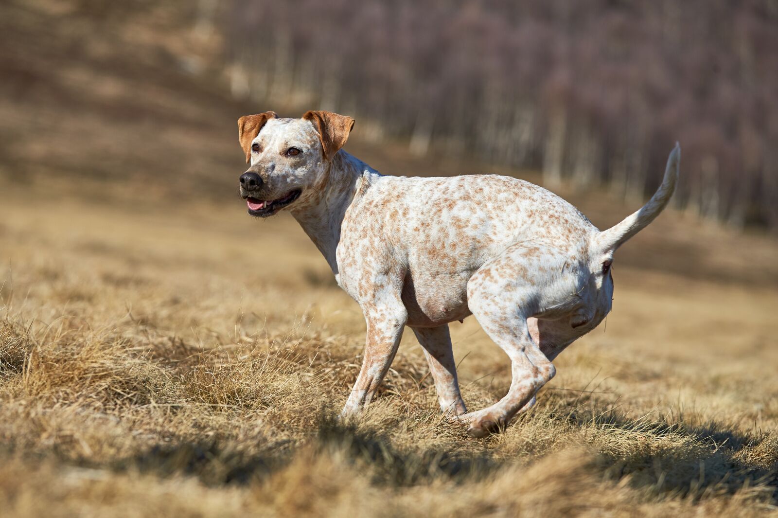 Canon EOS-1D X + Canon EF 70-200mm F2.8L IS II USM sample photo. Dog, hunting, forest photography